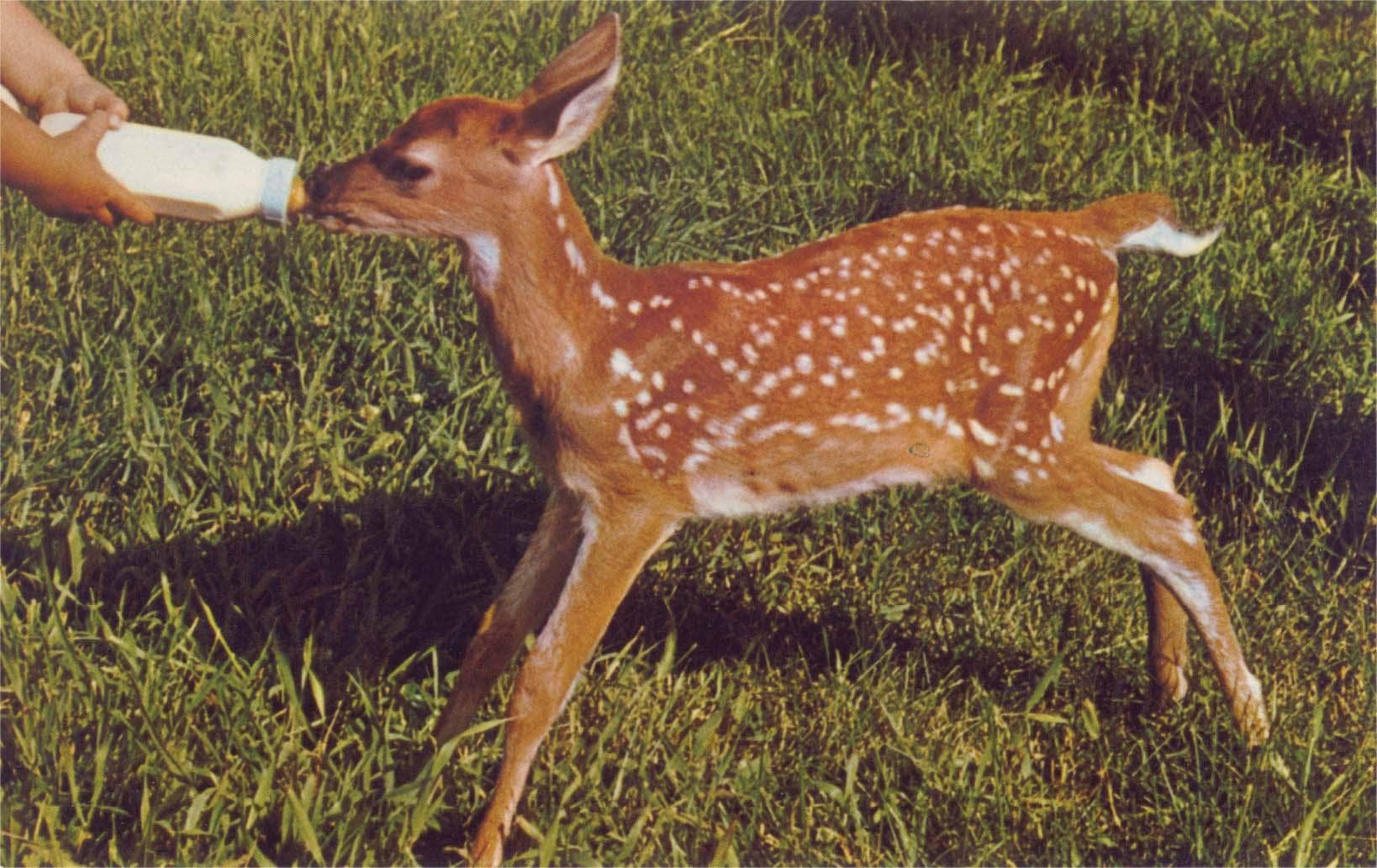 Found Image Press - Wholesale Magnet - Magnet AN-721 Fawn Nursing from Bottle0