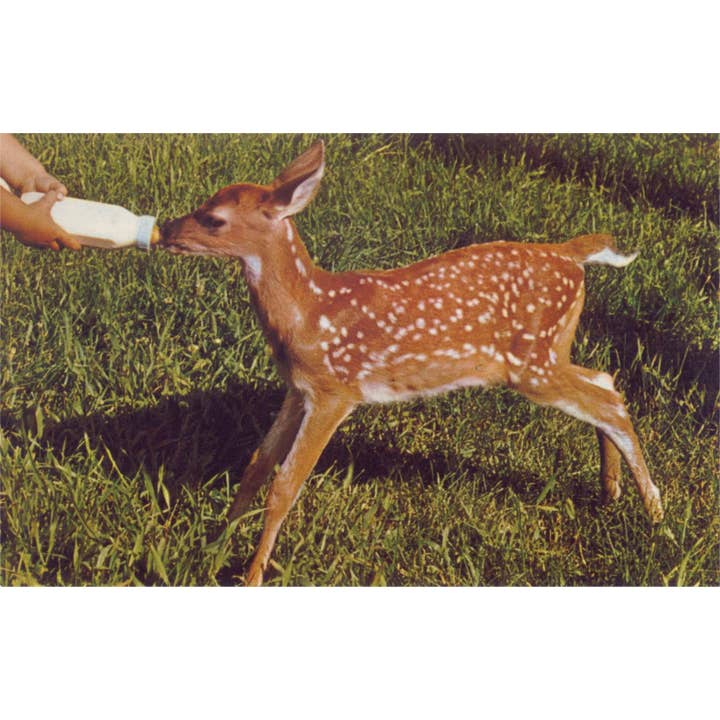 Found Image Press - Wholesale Magnet - Magnet AN-721 Fawn Nursing from Bottle