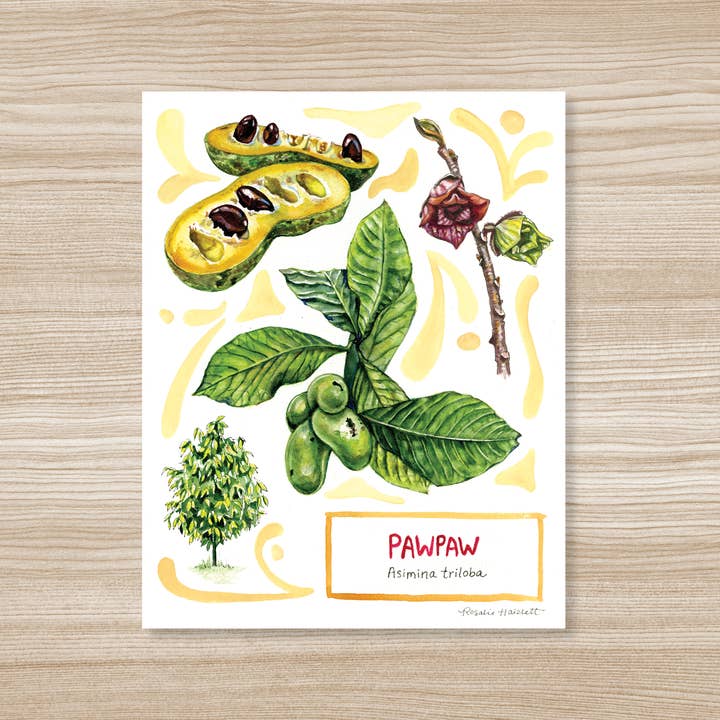 Pawpaw - Watercolor Art Print for wholesale by Rosalie Haizlett Illustration