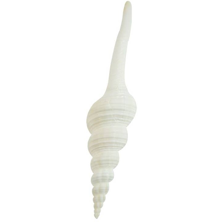 HS Seashells - Wholesale Decorative Tabletop Object - Distaff Spindle 5-6"