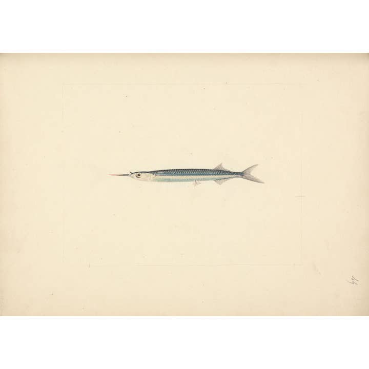 Sea to Skye - Wholesale Art Print - Antique Fish Print1