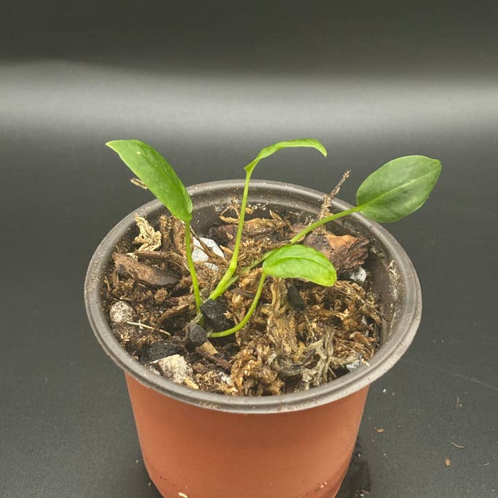 Curio Plants - Wholesale Live Plant - Anthurium Waroqueanum