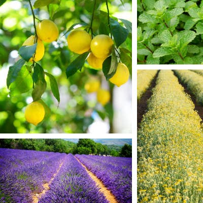 Temple of Life Oils & Perfumes – wholesale Essential oil – Essential Oil | Calm & Clear | Allergy Season | Spring Scent2