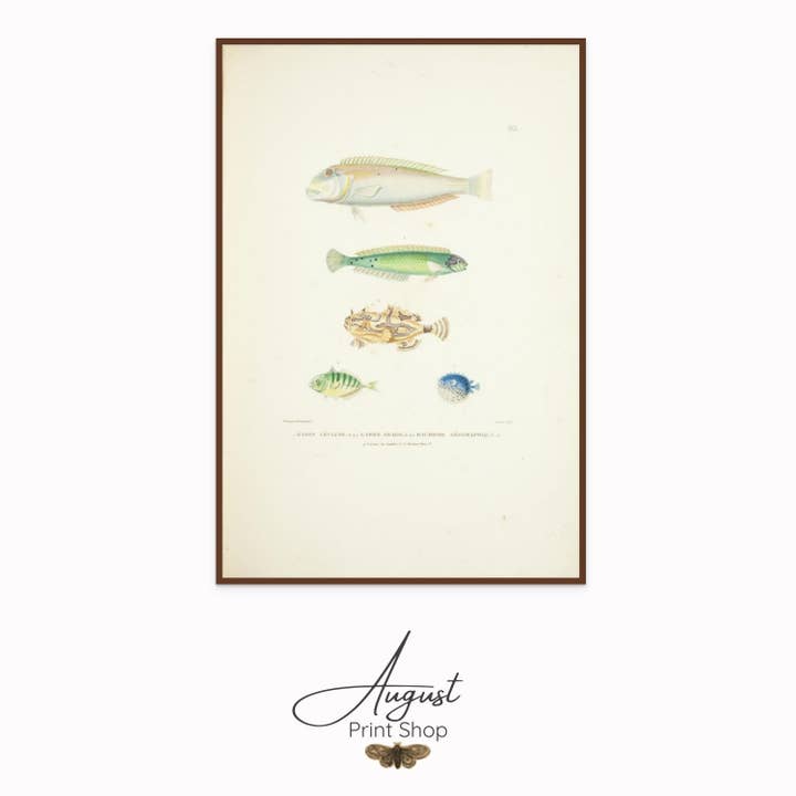 Fish Study III for wholesale by August Print Shop