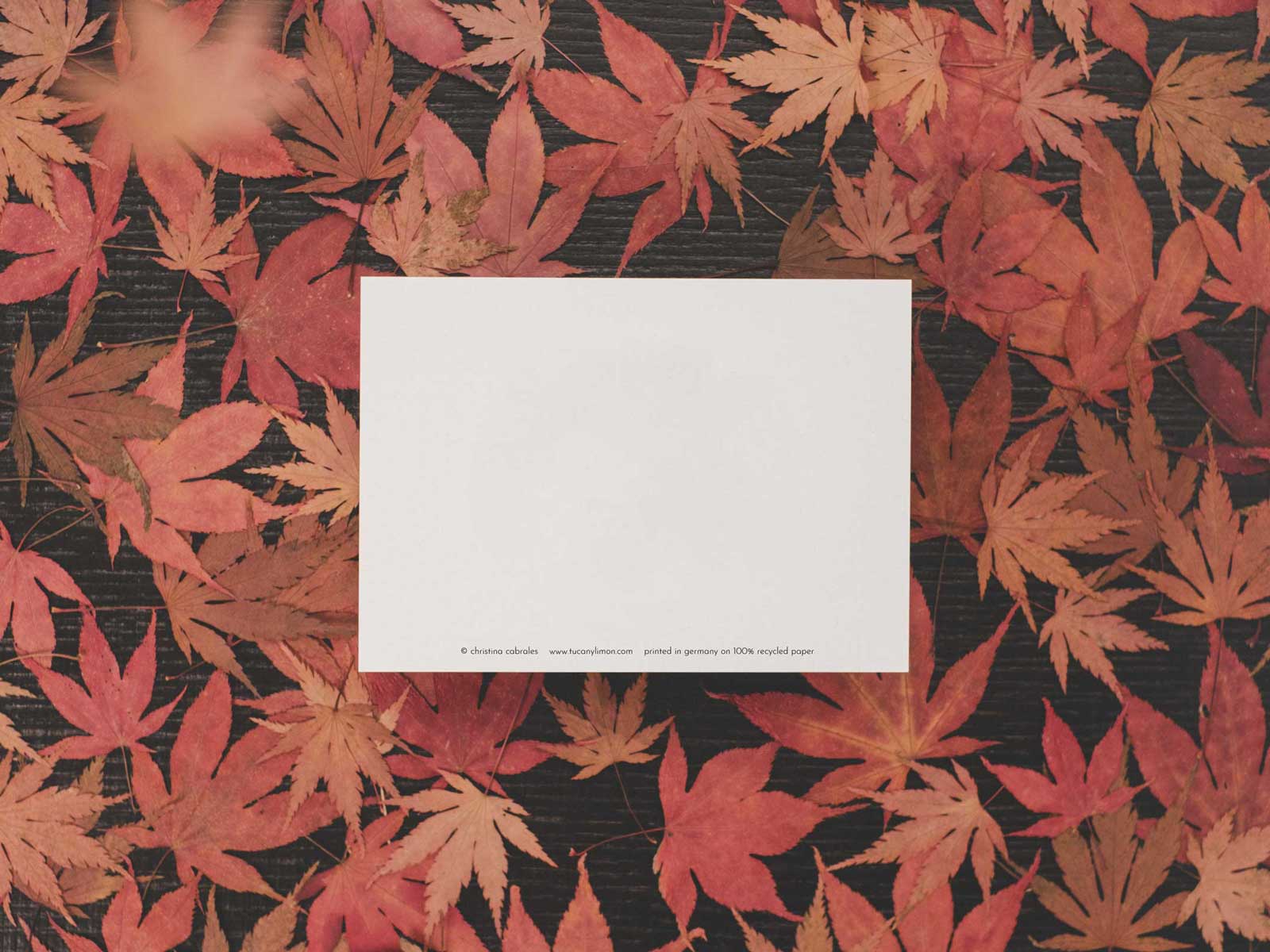 tucán y limón - Wholesale Postcard - Dachshund - Merry Christmas | Postcard2