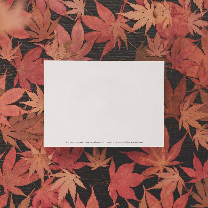 tucán y limón - Wholesale Postcard - Dachshund - Merry Christmas | Postcard2