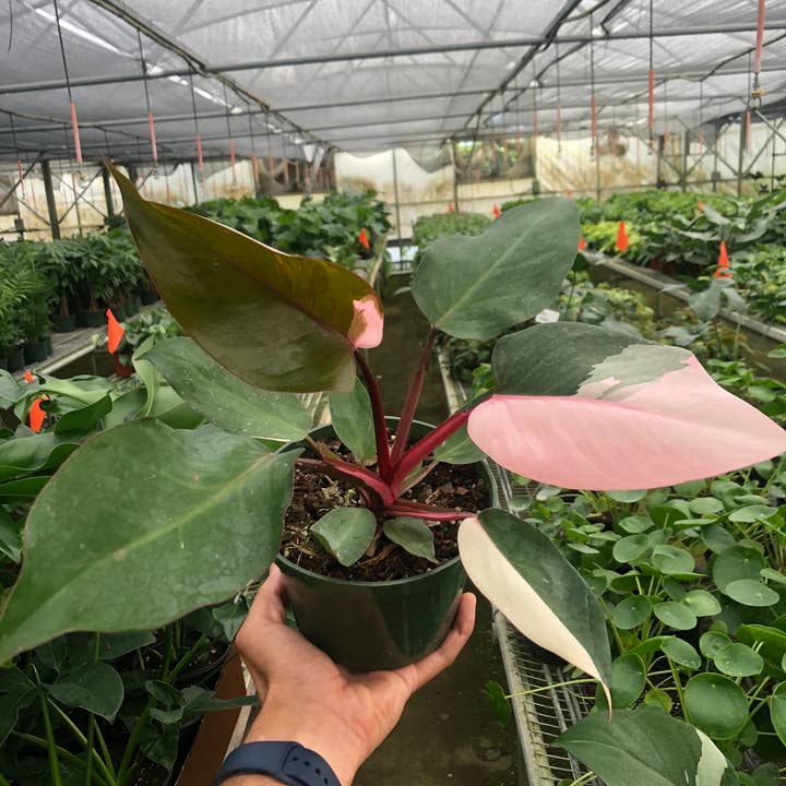 House Plant Wholesale WEST - Wholesale Live Plant - Philodendron 'Pink Princess' - 6" Pot