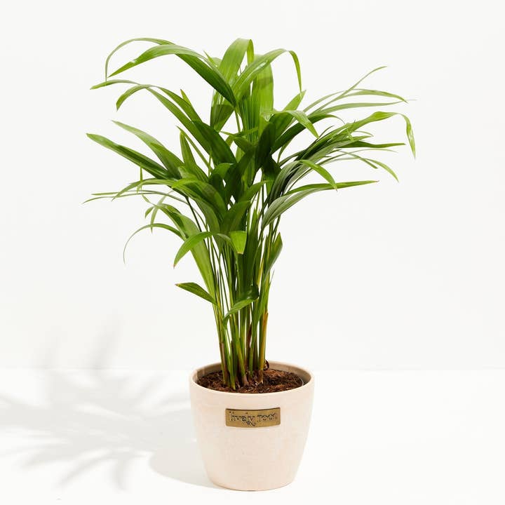 Lively Root - Wholesale Live Plant - Areca Palm Indoor Tree10