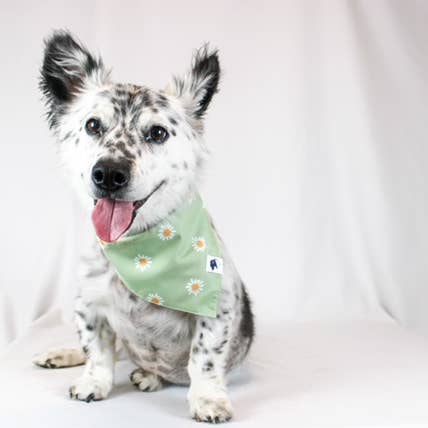 Dog Bandana Co. - Wholesale Pet Bandana - Dog - Daisy Double Sided Tie & Snap Dog Bandana