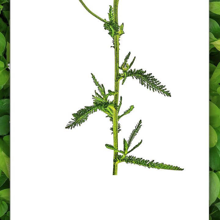 Achillea - “Le Erbe” Collection for wholesale by Pitteikon