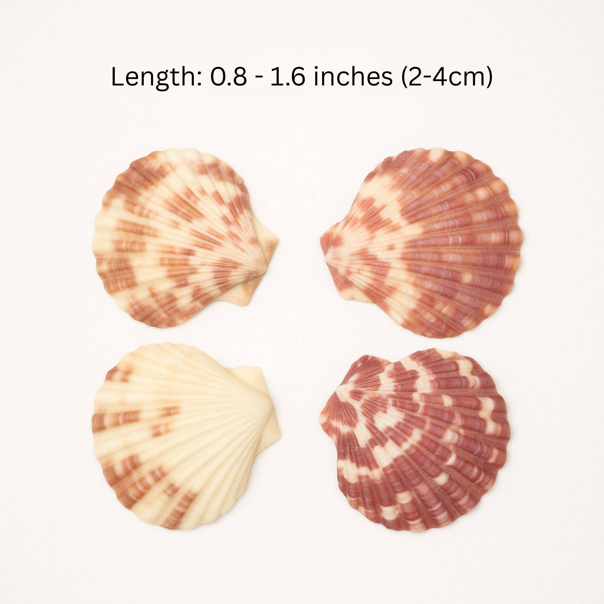 GLifee – Engroshandel Håndværk forsyninger – Kammuslingeskaller til Håndværk, Dekoration, Gave Engros0