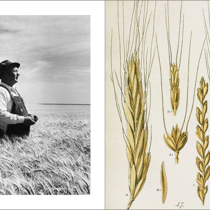 Honest Magazine - Wholesale Magazine - The Ancient Grains Issue1