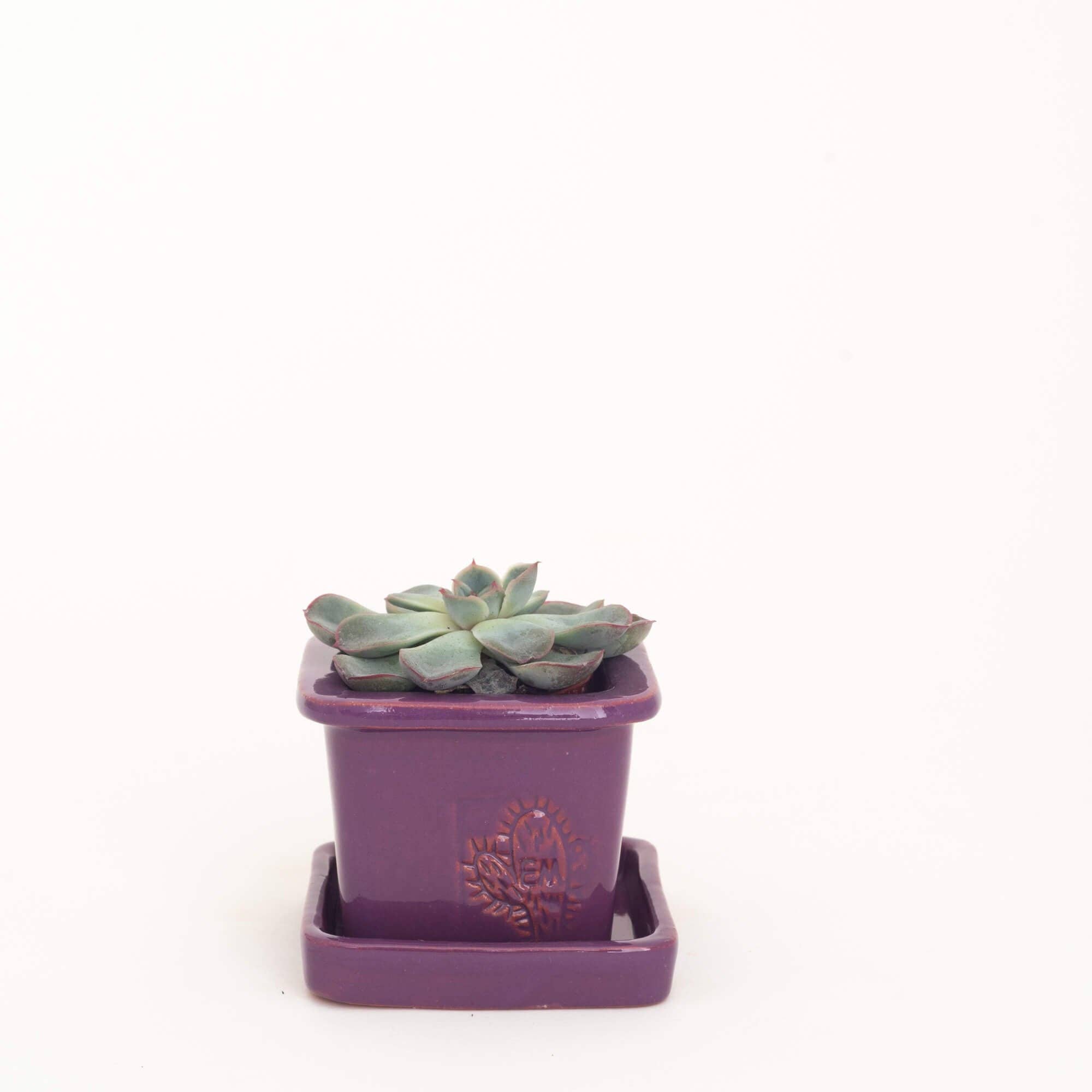 Vasos Quadrados by EM – Vaso de plantas por atacado – VASO QUADRADO MINI 6x6 - BRILHO31