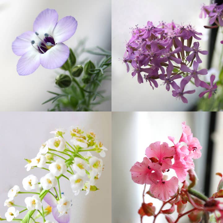 Seedy Cards - Wholesale Friendship Card - Plantable Seed Paper Greeting Card - ...made us friends2