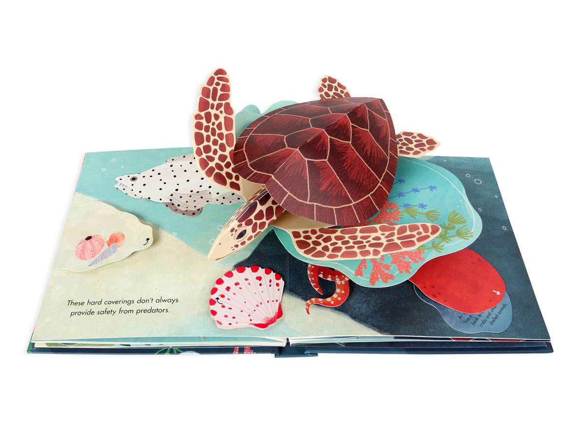 UWP Luxe - Wholesale Display Book - Shells: A Pop-Up Book Of Wonder1