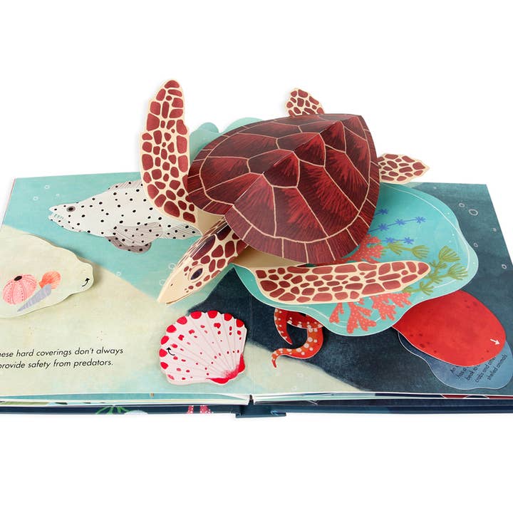 UWP Luxe - Wholesale Display Book - Shells: A Pop-Up Book Of Wonder1