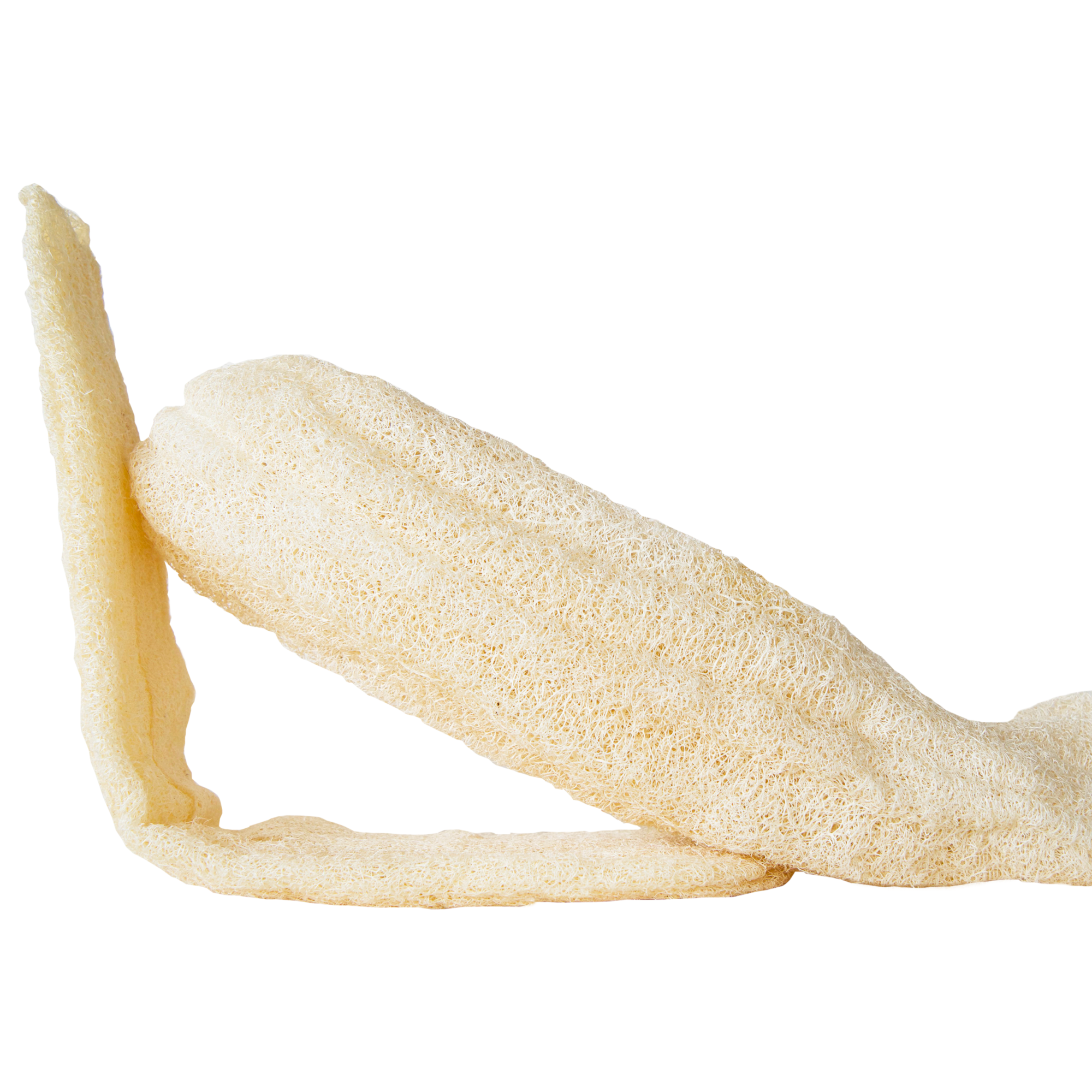 CHAMARREL - Wholesale Loofah - Raw loofah | Sustainable sponge2