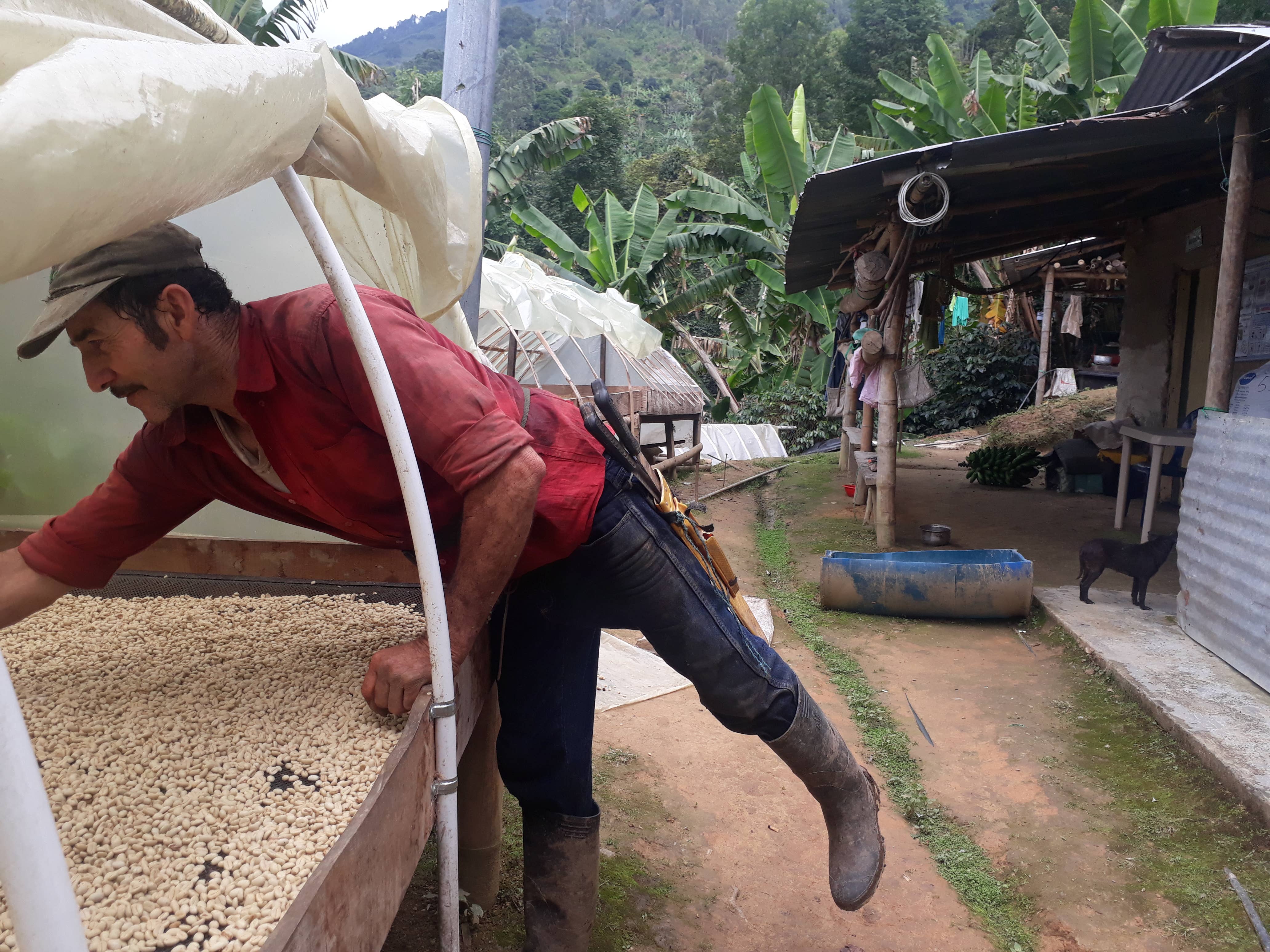 Café Las Margaritas - Wholesale Coffee Beans - 9x1 kilos of coffee beans from Colombia of farm origin15
