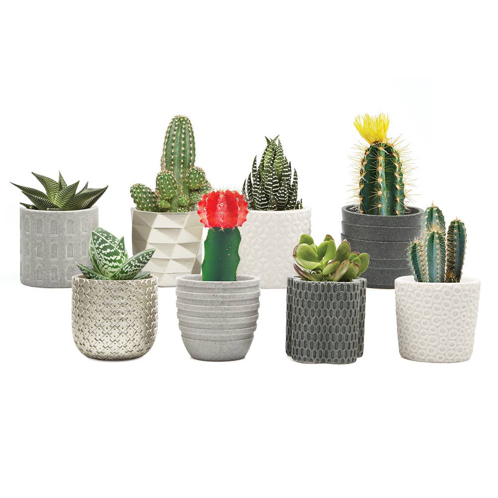 Chive - Wholesale Plant Pot - Stagma Succulent Planter Flower Pot For Indoor Plants SALE1