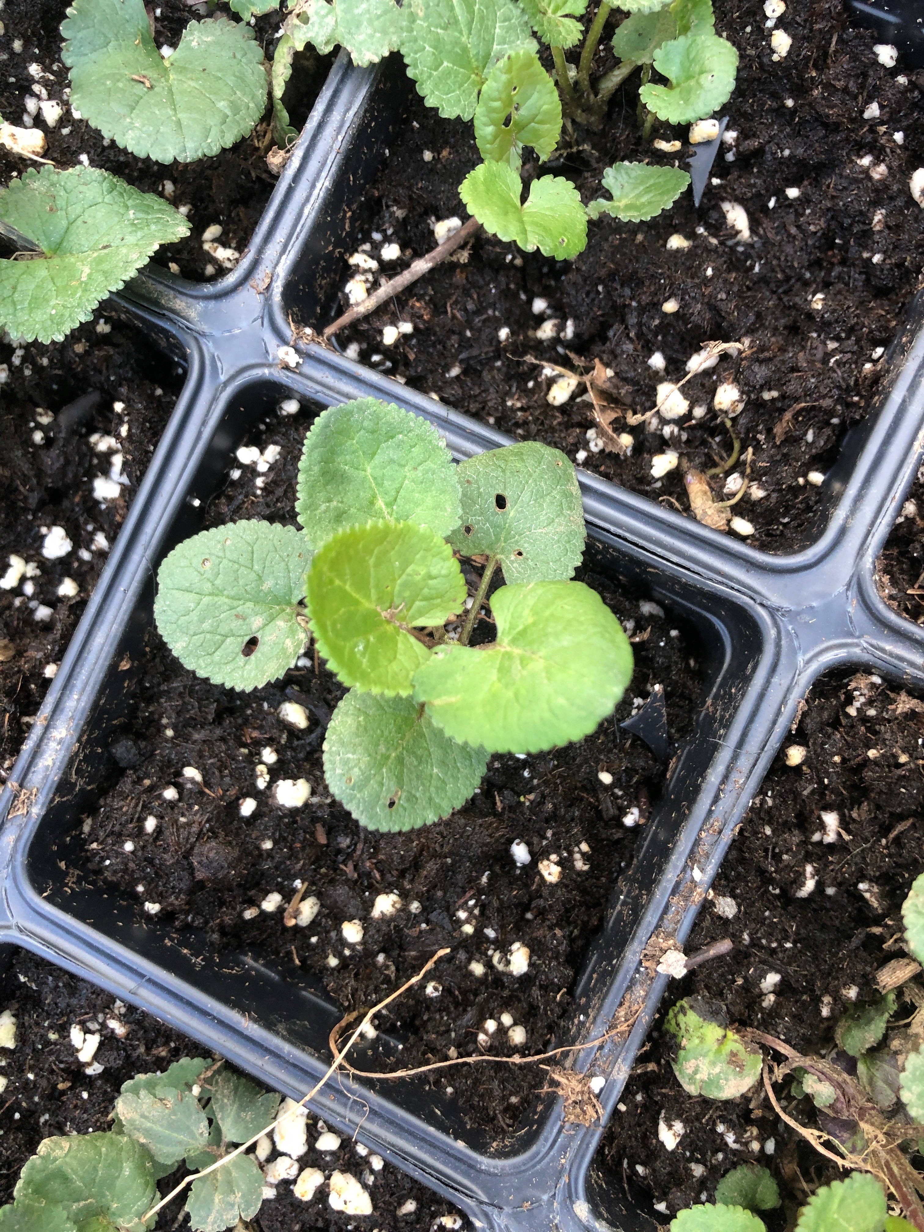 Smoke Camp Crafts - Wholesale Live Plant - Golden Ragwort (Packera aurea) Organic Plant in a 2.5-Inch pot by Smoke Camp Crafts - Native Pollinator Plant - Golden Groundsel - Senecio aureus1