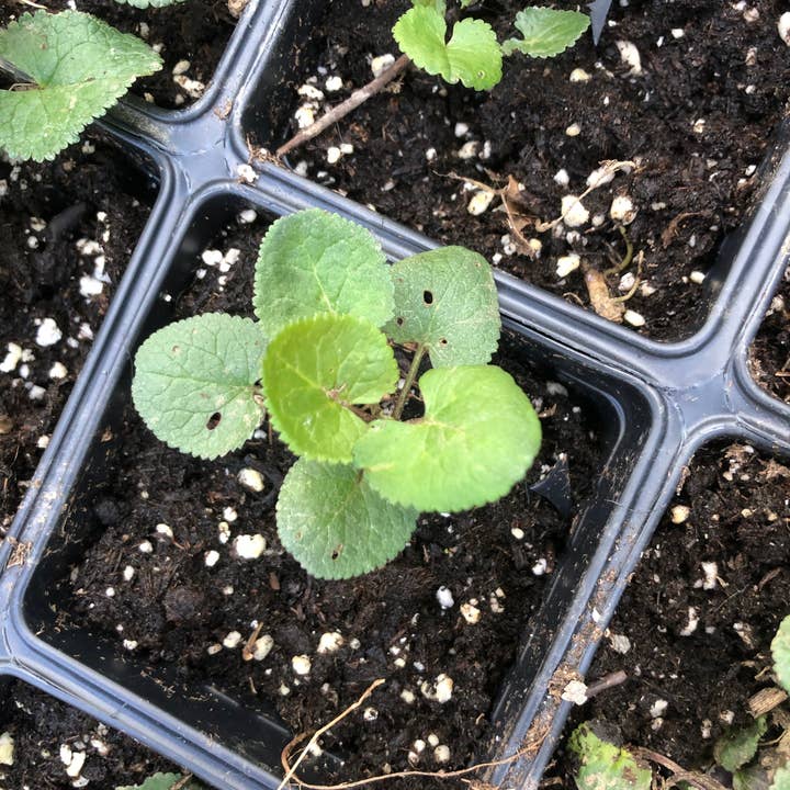 Smoke Camp Crafts - Wholesale Live Plant - Golden Ragwort (Packera aurea) Organic Plant in a 2.5-Inch pot by Smoke Camp Crafts - Native Pollinator Plant - Golden Groundsel - Senecio aureus1