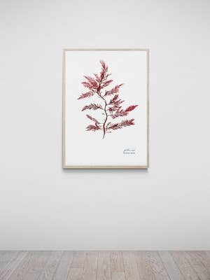 Rickham Sands Hand Pressed Seaweed Print, Feather Weed for wholesale by The Seaweed Studio