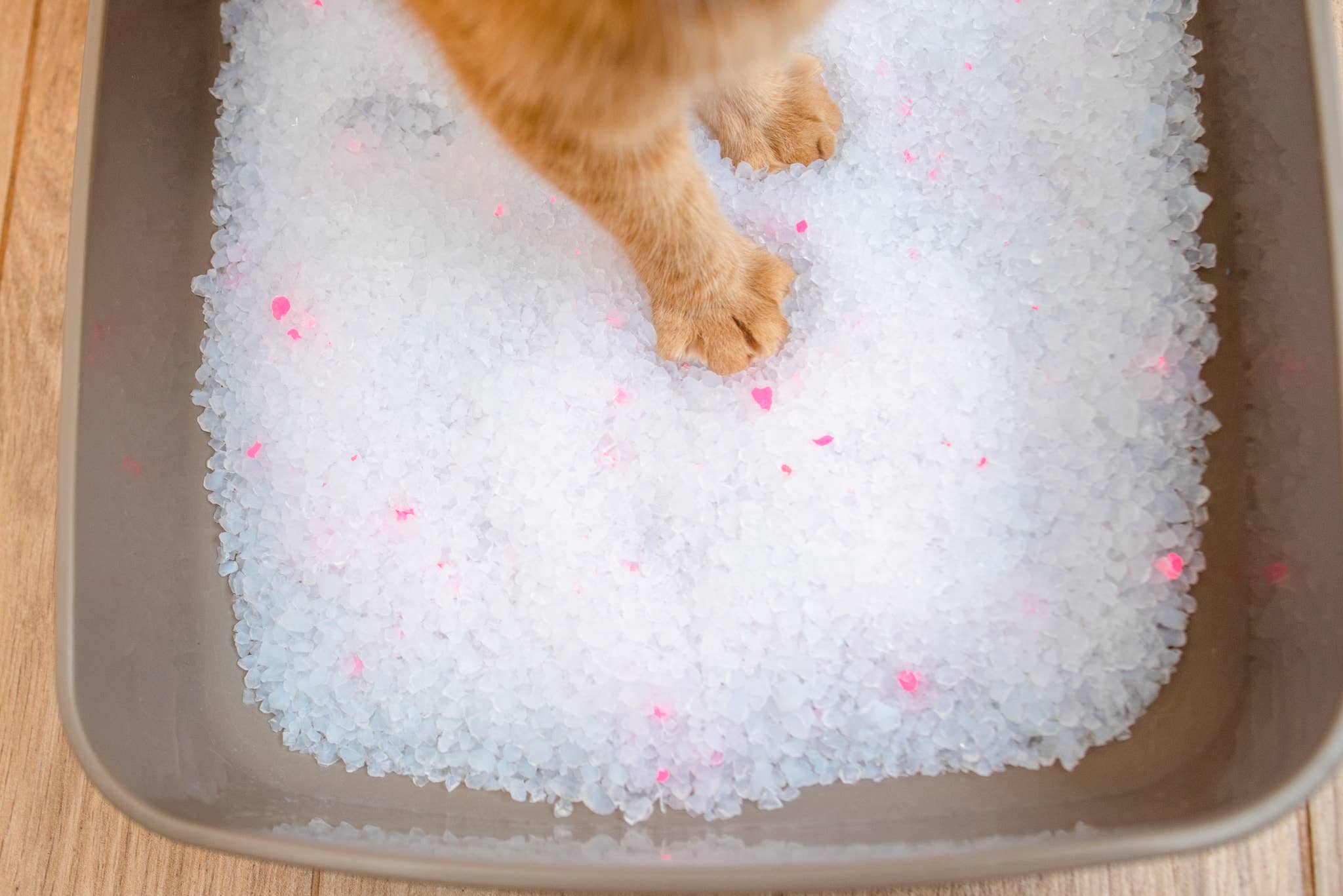 Calitti - Wholesale Cat Litter - Calitti CRYSTALS 8 lb Unscented Non-Clumping Cat Litter3