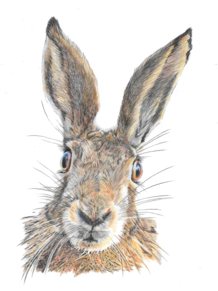Hare 4"x6" Greeting Card with envelope for wholesale by Mili New Art