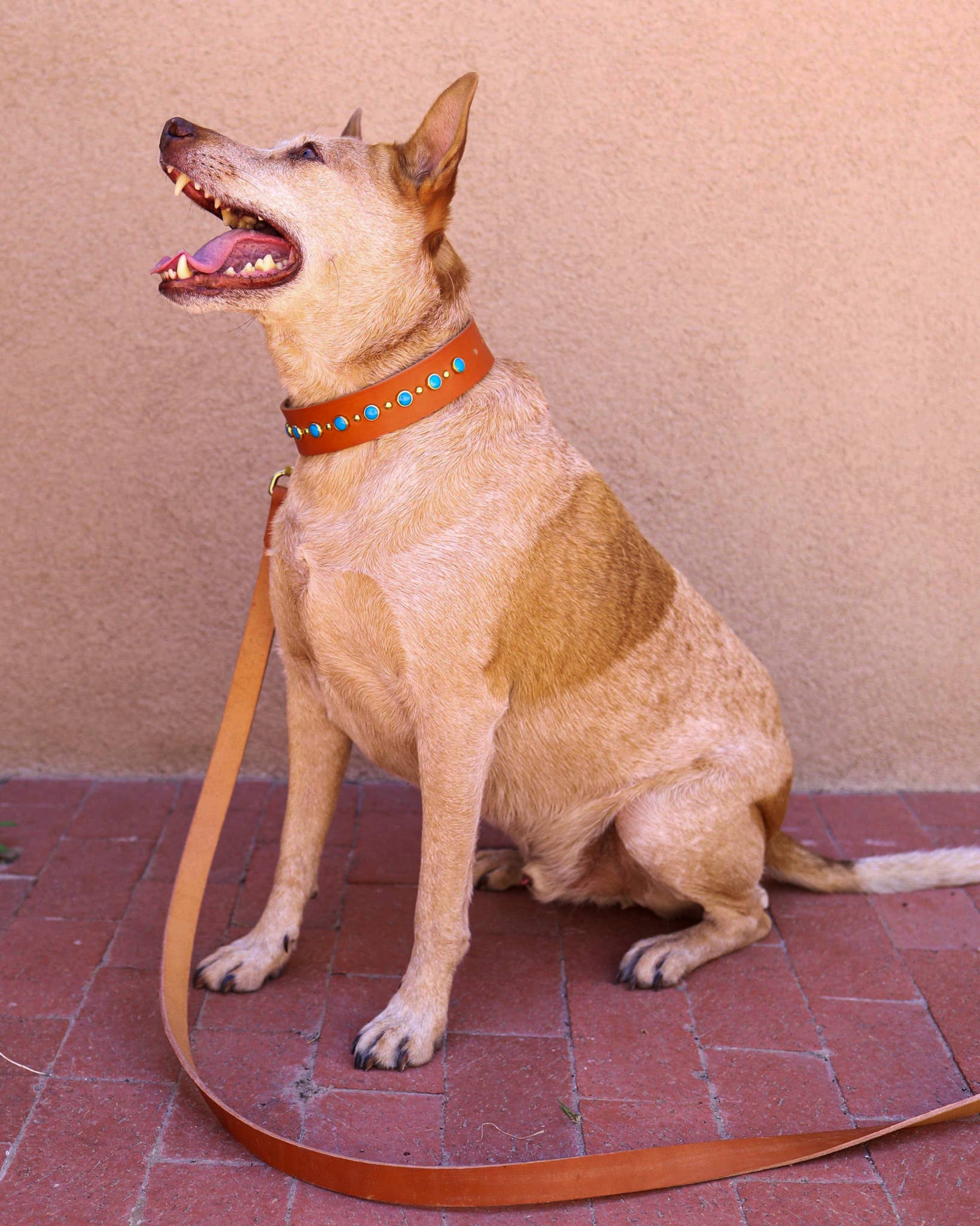 Mimi Green - Wholesale Pet Collar - Dog - Turquoise Studded Leather Dog Collar Belt Buckle – Billy1