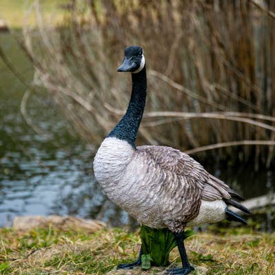 Standing Canada Goose Statue for wholesale by Hi-Line Gift Ltd.
