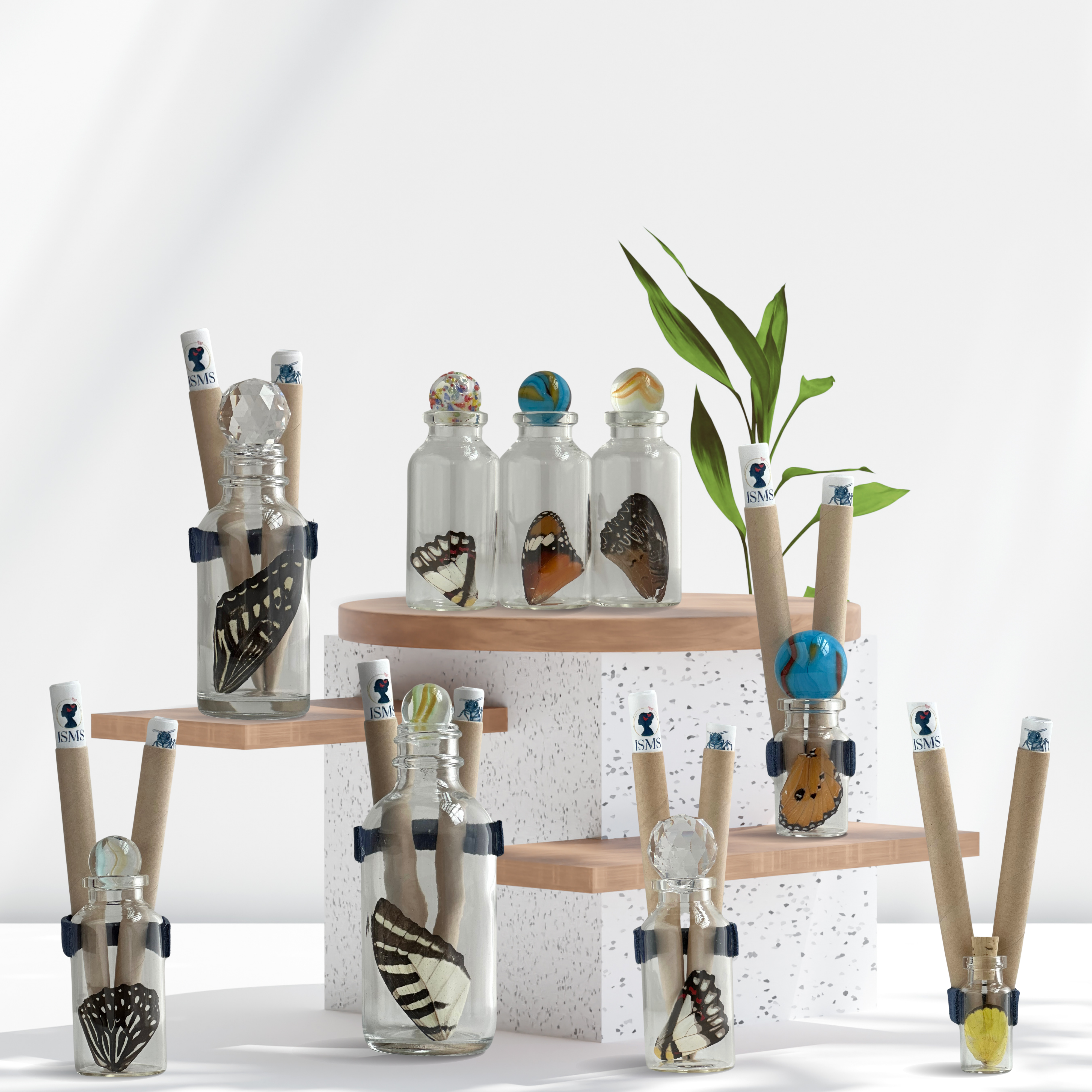 Isms - Wholesale Decorative Tabletop Object - Real Standard Butterfly Wing in Glass Bottle3