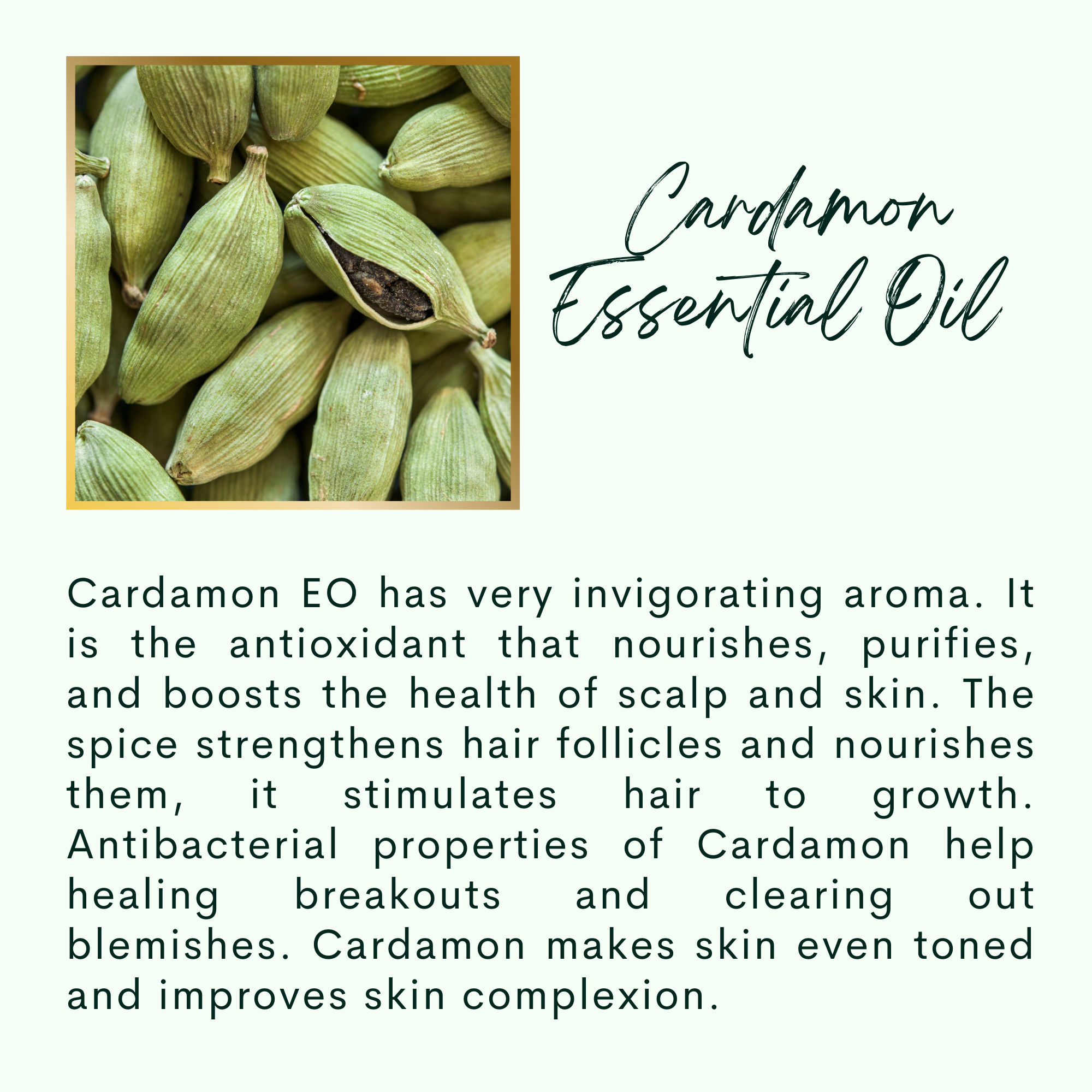 The Sacred Essence - Wholesale Hair Serum - CHAKRA - Hibiscus Trinity Ayurveda Hair Serum6