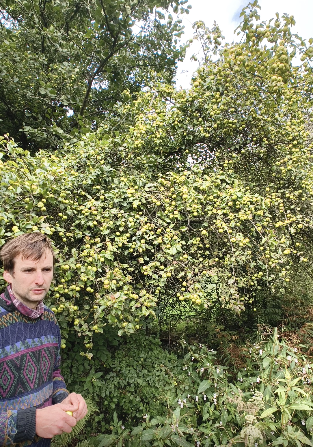 Fruits of the Forage – wholesale Preserves – Damson & Crab Apple Fruit Cheese2