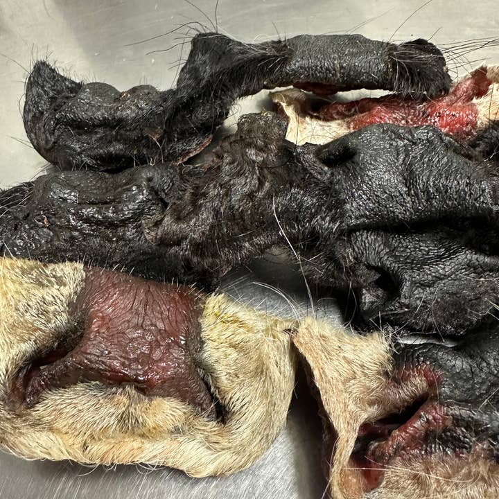 Beef Nose for wholesale by Tapia raw meats for pet food