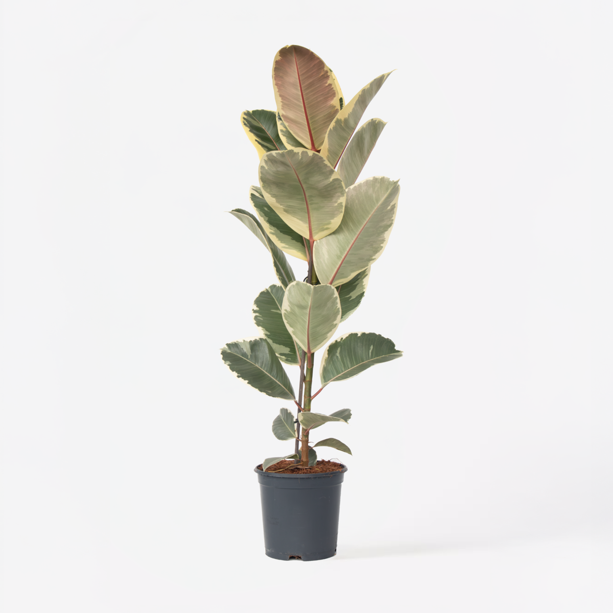 Oasis of Life - Wholesale Live Plant - Ficus Rubber Tree – Ficus Elastica Tineke – Height 75–100cm – Ø24cm – Variegated Houseplant with Green & Cream-Colored Leaves – Air-Purifying & Easy-Care Plant for Living Room & Office0