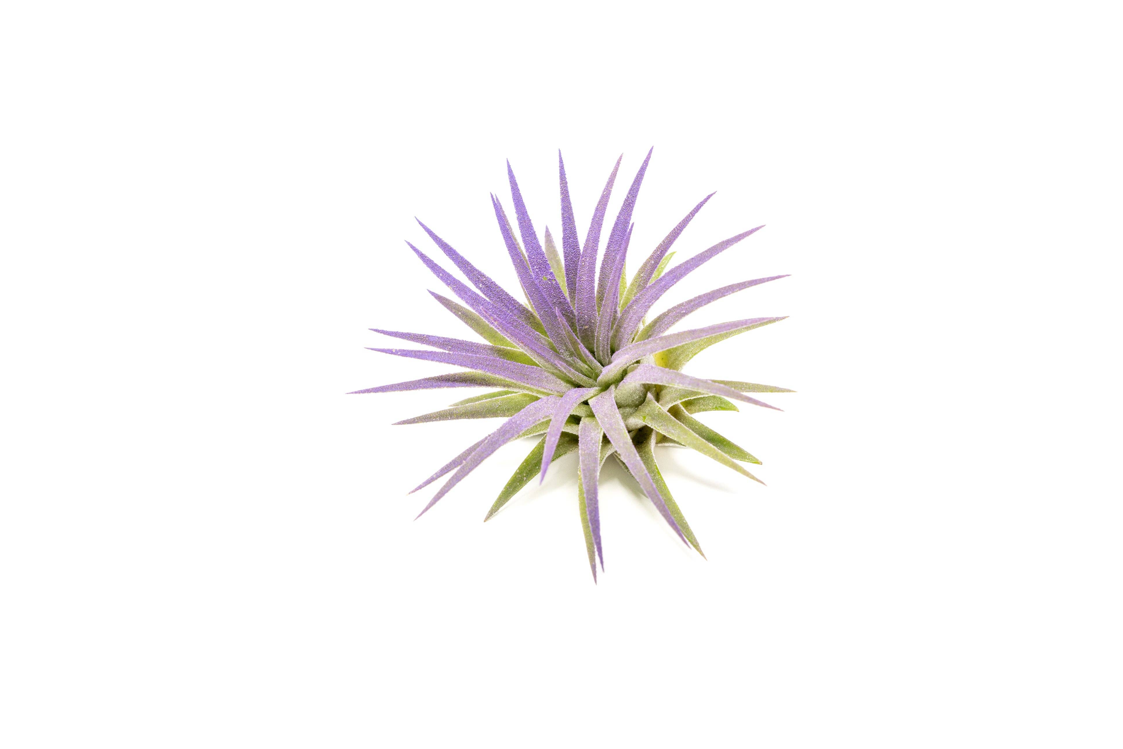 Air Plant Shop - Wholesale Live Plant - Color Enhanced Tillandsia Ionantha Rubra Air Plants20