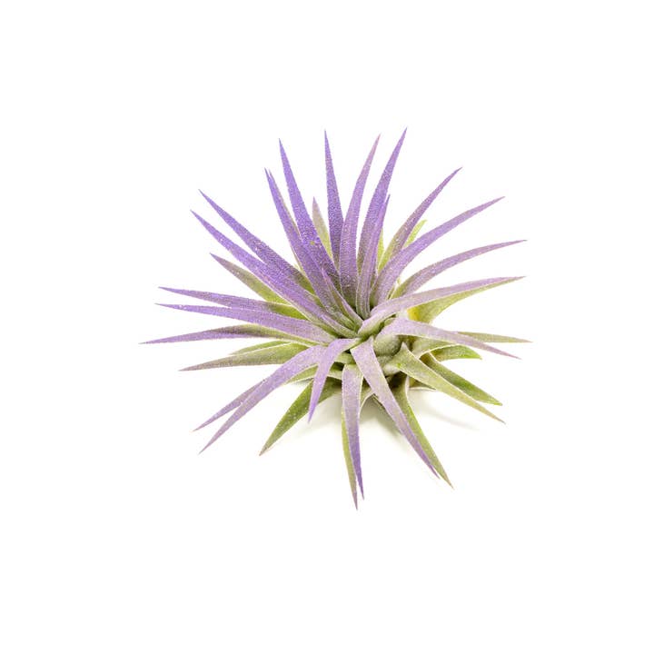 Air Plant Shop - Wholesale Live Plant - Color Enhanced Tillandsia Ionantha Rubra Air Plants20