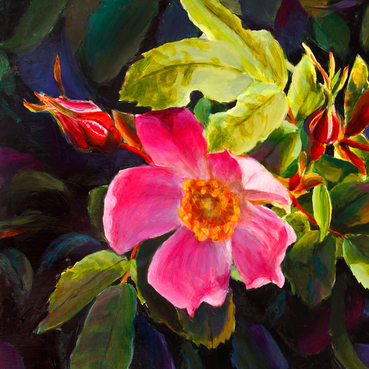 Whitworth Gallery - Wholesale Plant Seeds - Alaskan Wild Rose Wildflower Seed Packets5