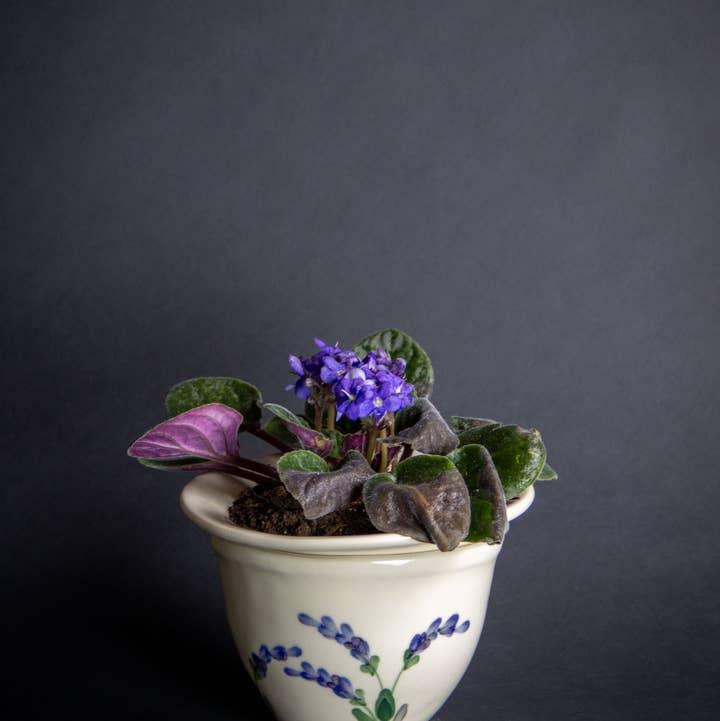 Emerson Creek Pottery - Wholesale Plant Pot - African Violet Pot Set21