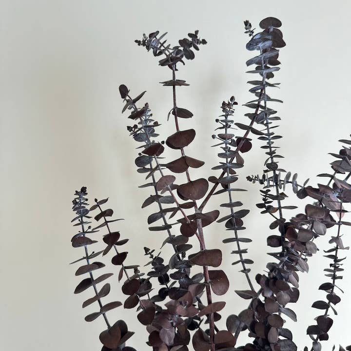 Flowrette - Wholesale Dried/Pressed Flowers - Eucalyptus Baby Bordeaux Boot2