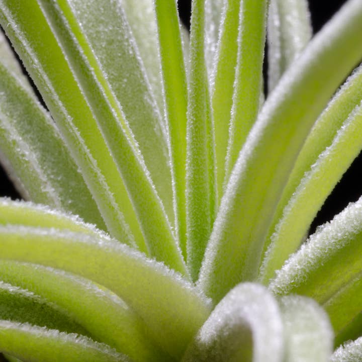 The Artizan Way - Wholesale Live Plant - Tillandsia Plagiotropica Purple Form | Live Air Plant