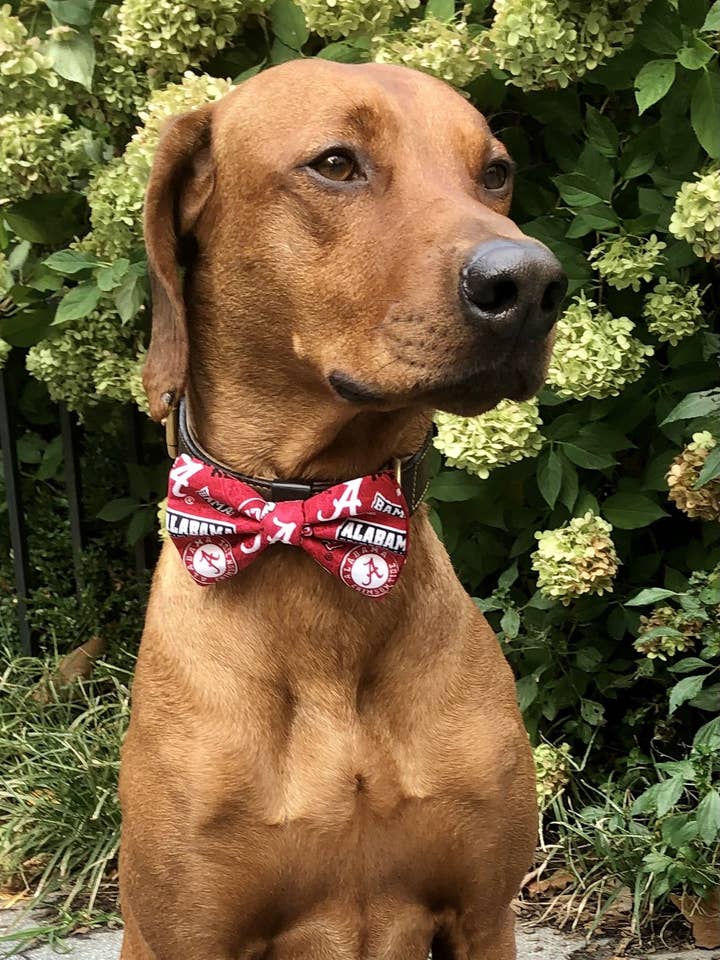 University of Alabama Crimson Tide Butterfly - College Colection for engroshandel hos Koa's Ruff Life