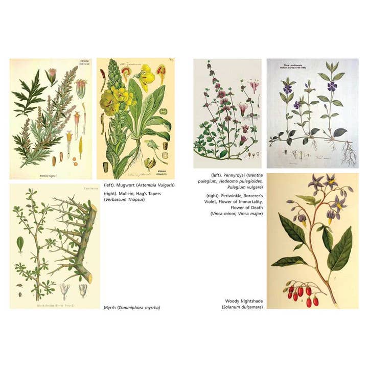 Simon & Schuster - Wholesale Body, Mind & Spirit - Sacred Herbs of Samhain by Ellen Evert Hopman3