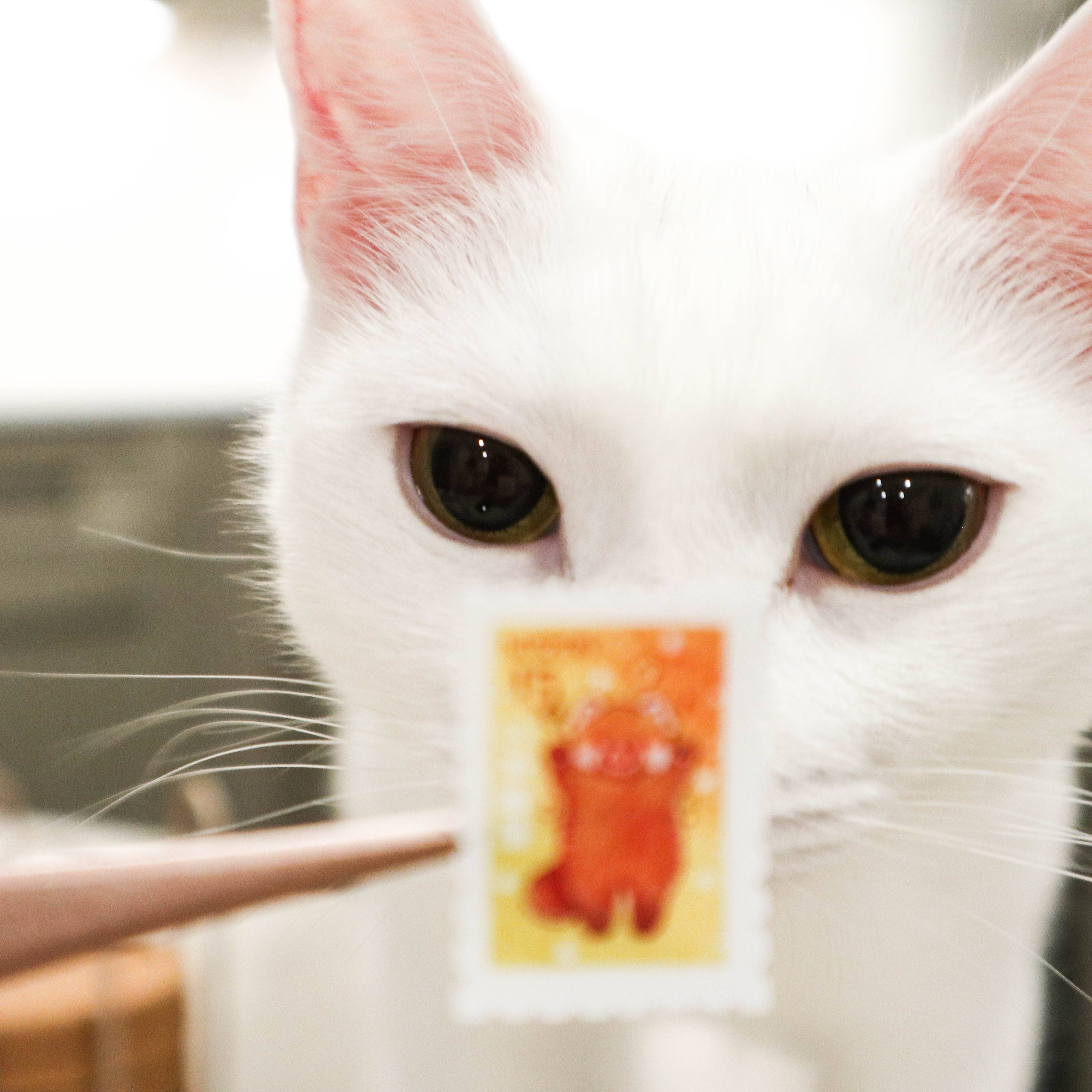 Chickie Cafe - Wholesale Sticker - Red Panda Stamps Sticker Sheet5