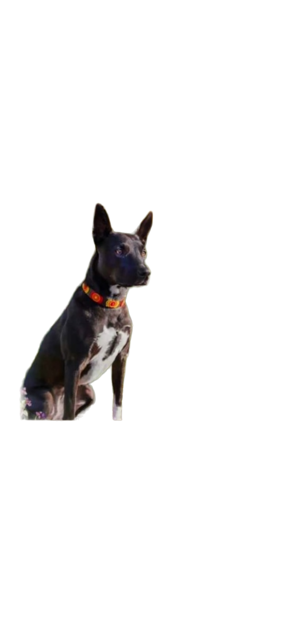 The Kenyan Collection Inc. dba TKC Inc – Engroshandel Halsbånd - Hund – TKC Marokko Perlebesat Hundehalsbånd3