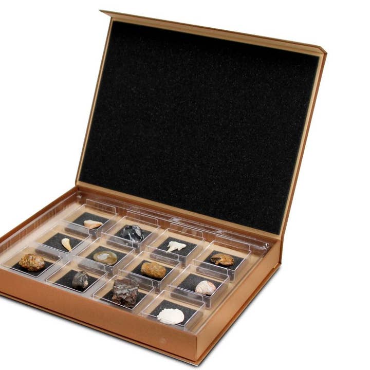 GEOWorld - The Nature Collections - Fossils Set #1 for wholesale by Safari Ltd.