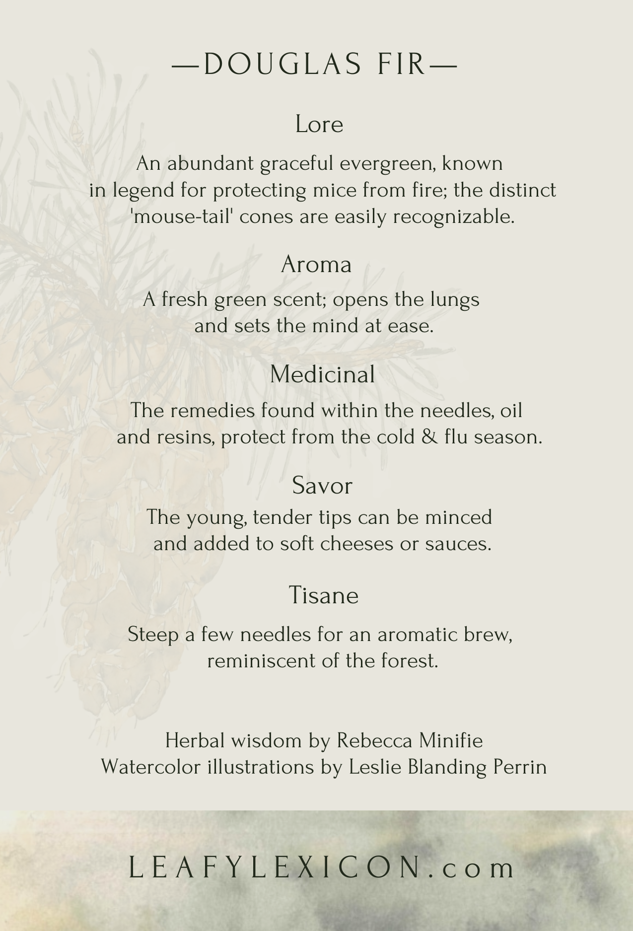 Leafy Lexicon - Wholesale Everyday Greeting Card - Doug Fir greeting card1