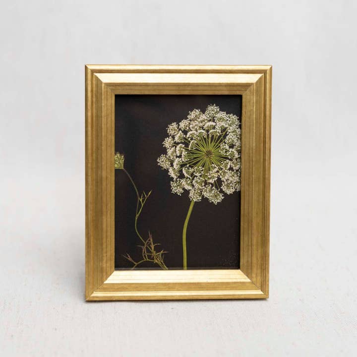 Hope Steinle Pressed Flower Art - Wholesale Art Print - Pressed Flower Framed Mini Print - "Lace & Light"2