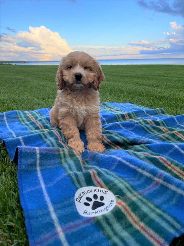 Manta para perro de Nueva Escocia pequeña/Med para venta al por mayor de Patrick King Woollen Company
