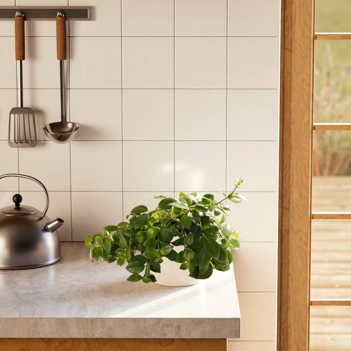 Lively Root - Wholesale Live Plant - Areca Palm Indoor Tree44